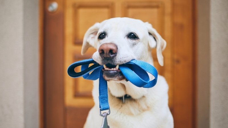 Cachorro com coleira na boca pedindo para passear com dogwalker